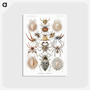 1-57_Ernst-Haeckel_postcard