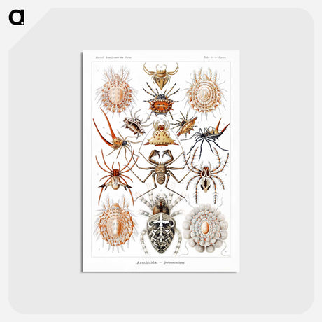 アートポストカード-Arachnida–Spinnentiere from Kunstformen der Natur - エルンスト ヘッケル Postcard.