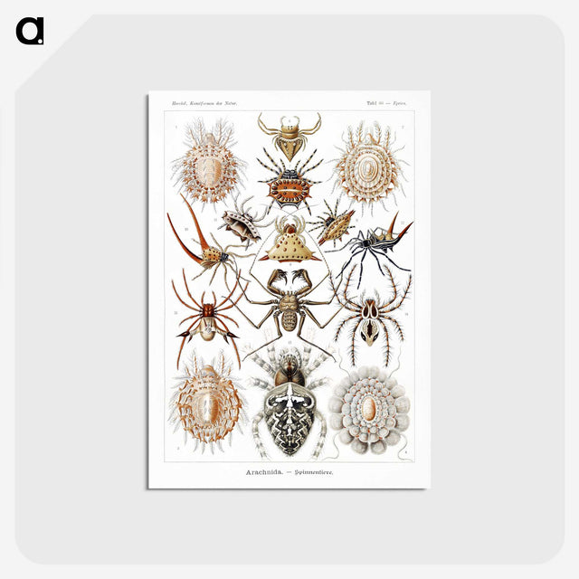 1-57_Ernst-Haeckel_postcard