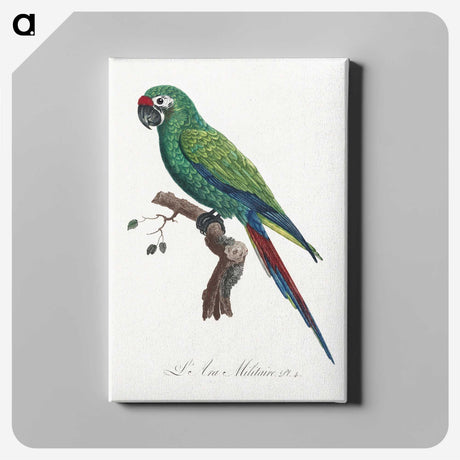 1-57_Francois-Levaillant_canvas