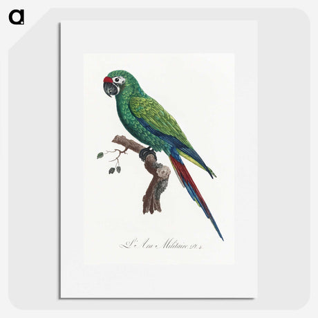 1-57_Francois-Levaillant_picture
