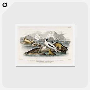アートポストカード-Seals of the Scotch Coasts
 - ゴールドスミスの生き生きとした自然 Postcard.