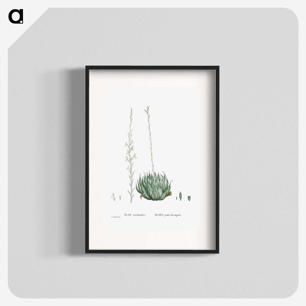 1-57_Histoire-des-Plantes-Grasses_blk