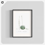 1-57_Histoire-des-Plantes-Grasses_blk