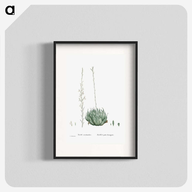 1-57_Histoire-des-Plantes-Grasses_blk