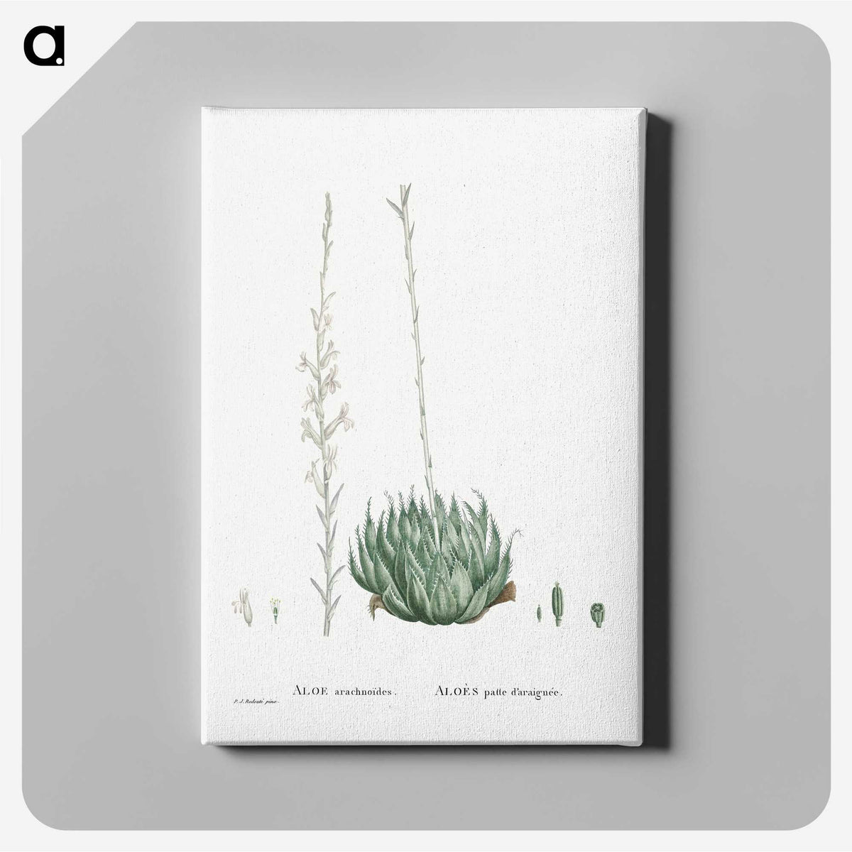 1-57_Histoire-des-Plantes-Grasses_canvas