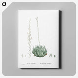 1-57_Histoire-des-Plantes-Grasses_canvas