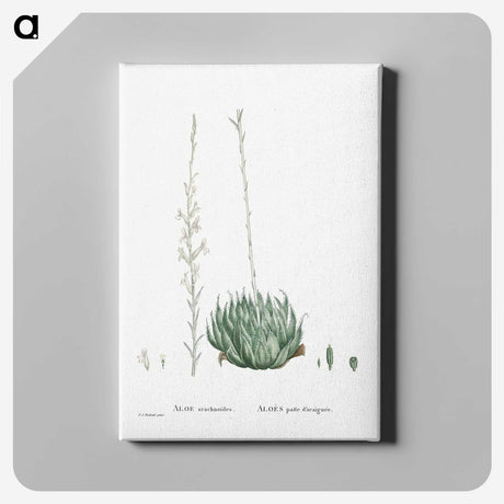 1-57_Histoire-des-Plantes-Grasses_canvas