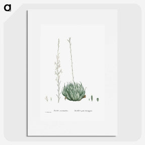 1-57_Histoire-des-Plantes-Grasses_picture