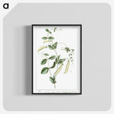 1-57_Hortus-Romanus-Botanical-Plates_blk-crop