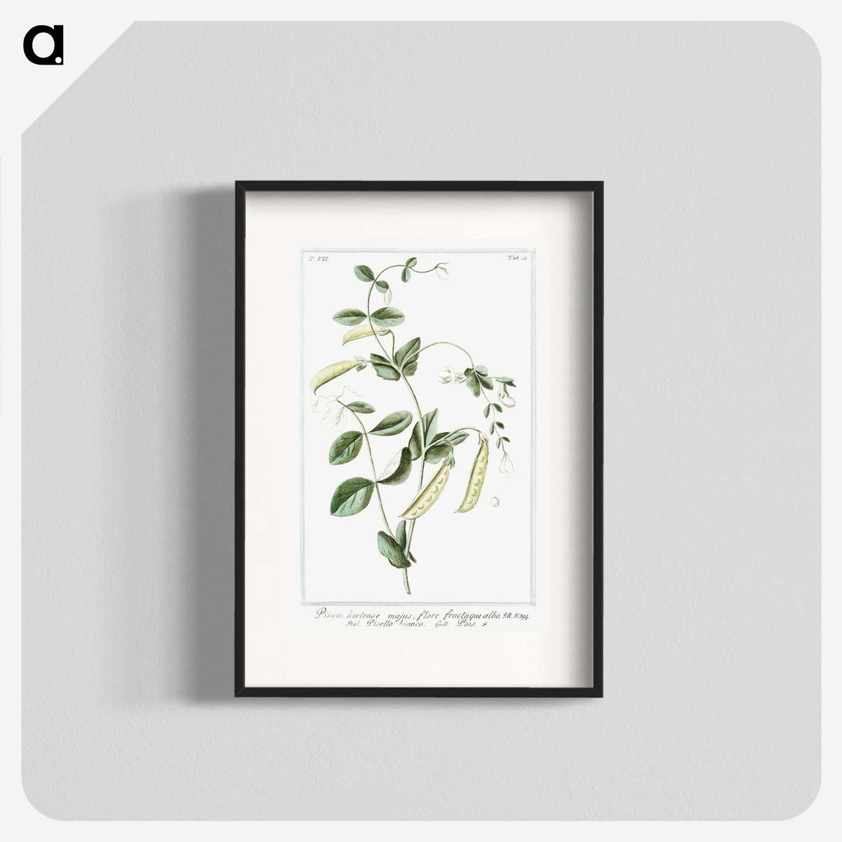 1-57_Hortus-Romanus-Botanical-Plates_blk