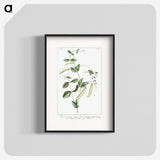 1-57_Hortus-Romanus-Botanical-Plates_blk
