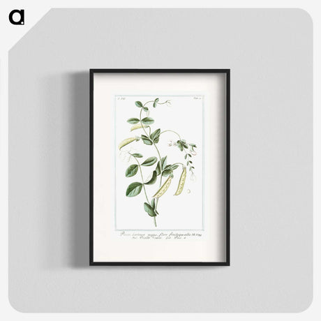1-57_Hortus-Romanus-Botanical-Plates_blk