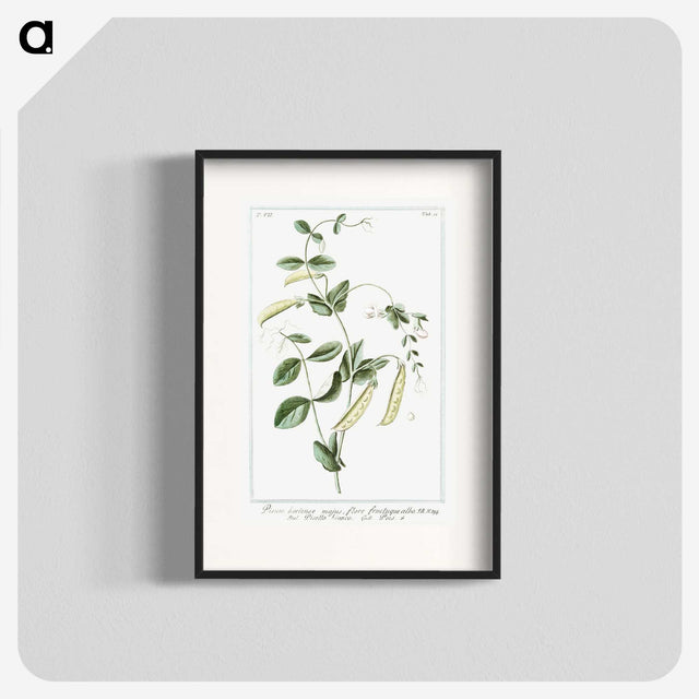1-57_Hortus-Romanus-Botanical-Plates_blk