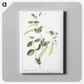 1-57_Hortus-Romanus-Botanical-Plates_canvas