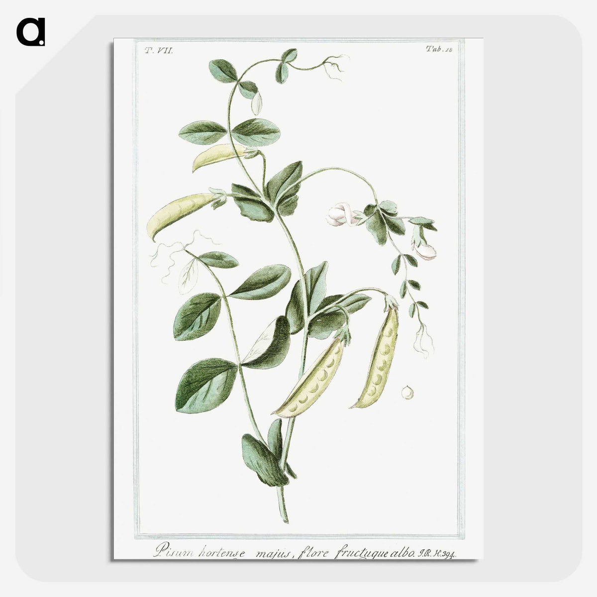 1-57_Hortus-Romanus-Botanical-Plates_picture-crop