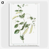 1-57_Hortus-Romanus-Botanical-Plates_picture-crop