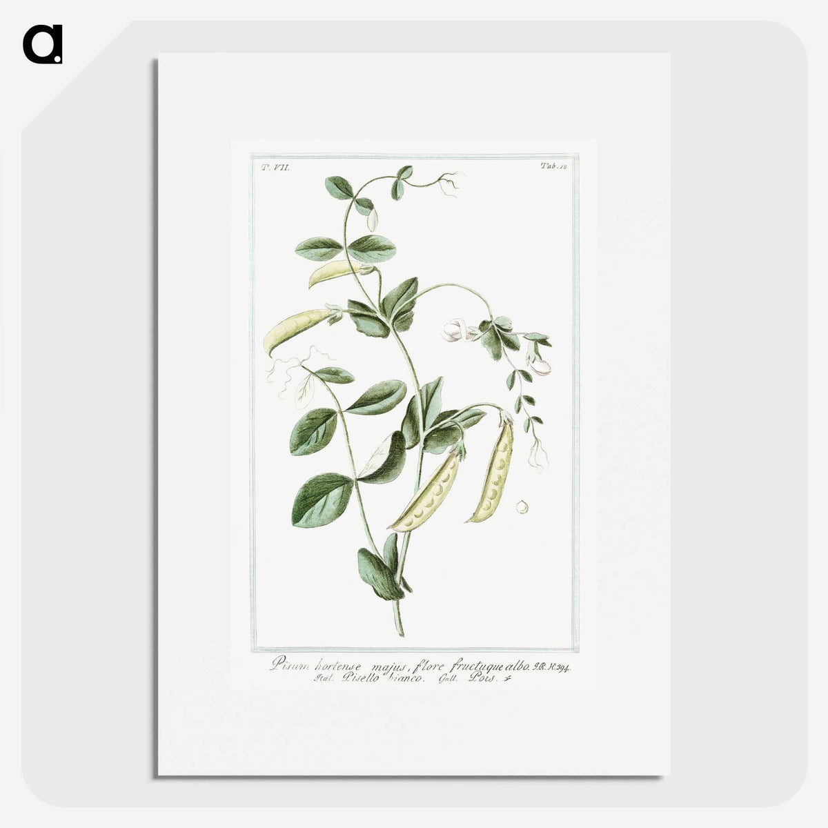 1-57_Hortus-Romanus-Botanical-Plates_picture