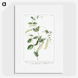 1-57_Hortus-Romanus-Botanical-Plates_picture