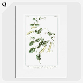 1-57_Hortus-Romanus-Botanical-Plates_picture