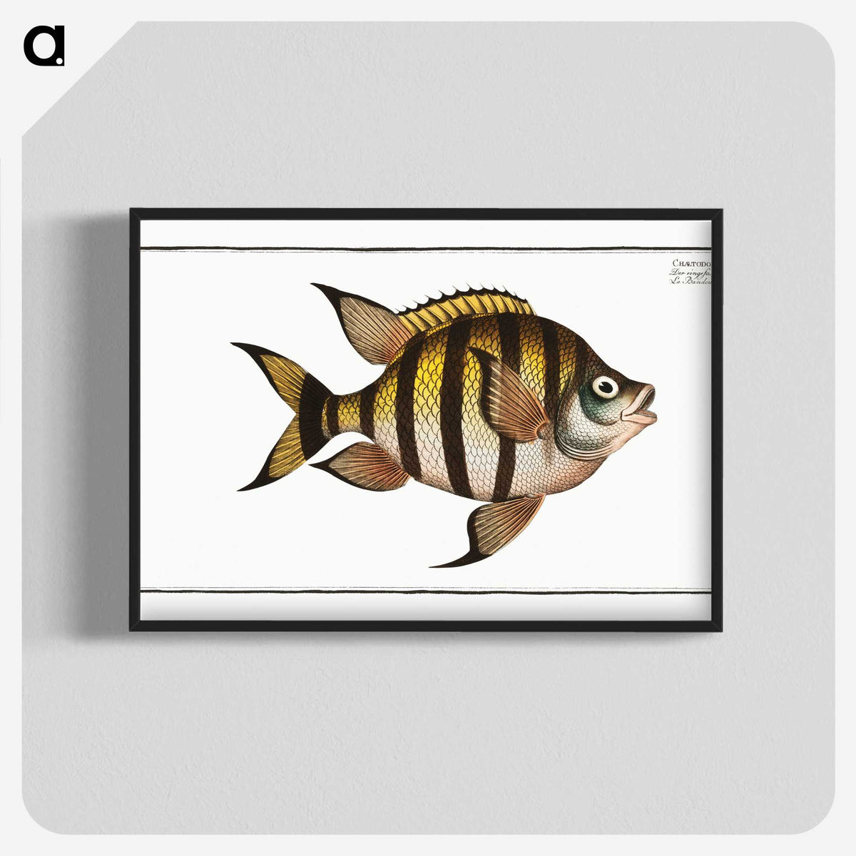 1-57_Ichtyologie-ou-Histoire-naturelle_blk-crop