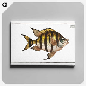 1-57_Ichtyologie-ou-Histoire-naturelle_canvas