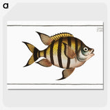 1-57_Ichtyologie-ou-Histoire-naturelle_picture-crop