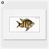1-57_Ichtyologie-ou-Histoire-naturelle_picture