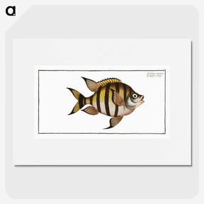 1-57_Ichtyologie-ou-Histoire-naturelle_picture
