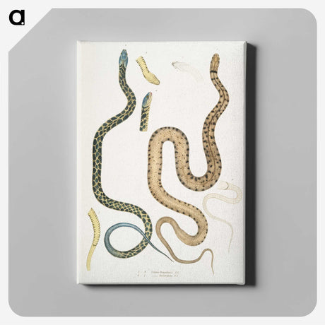 1-57_Indian-Zoology_canvas