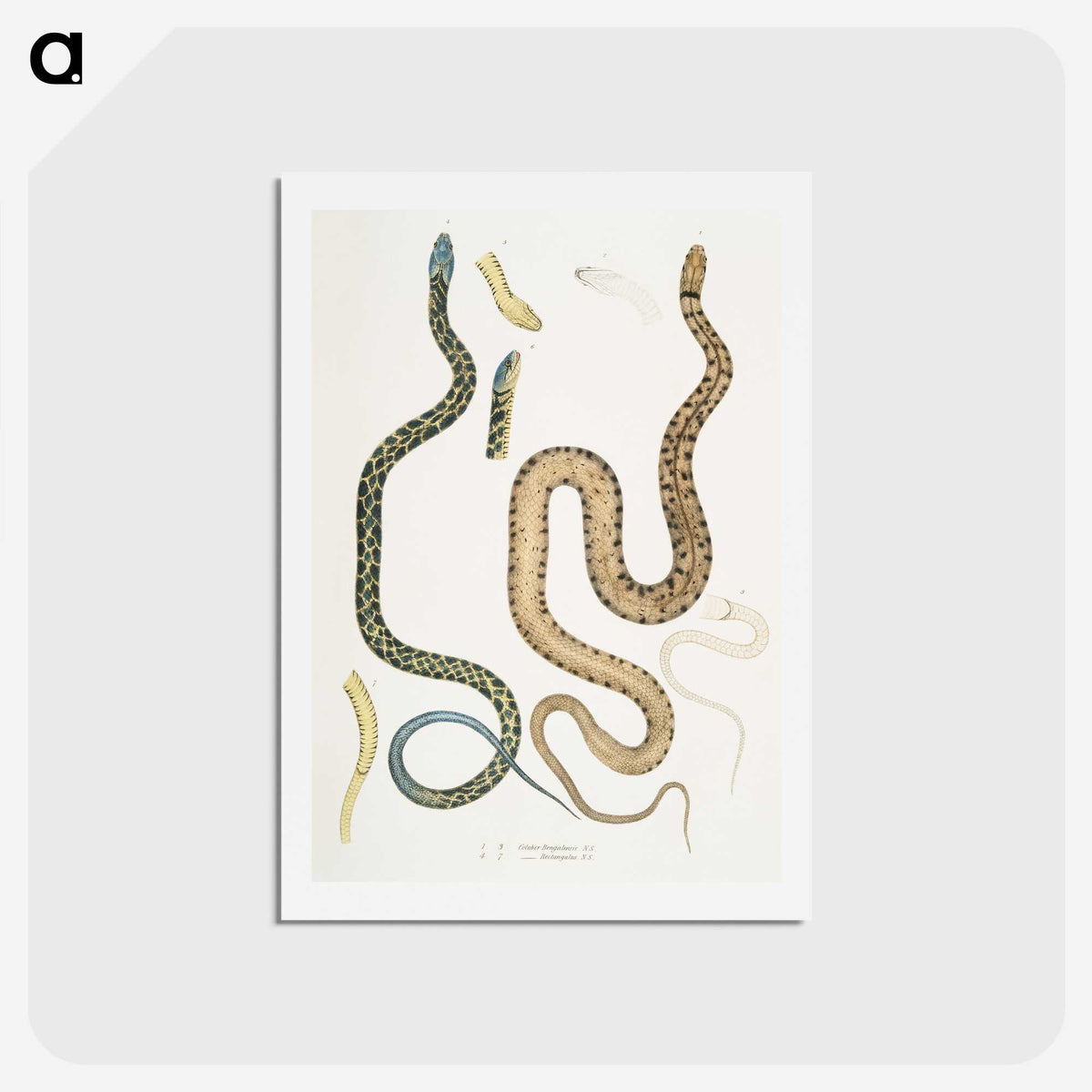 1-57_Indian-Zoology_hagaki