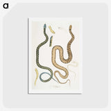 1-57_Indian-Zoology_hagaki