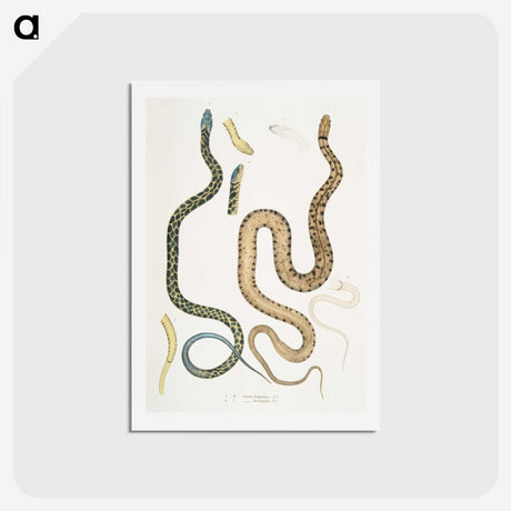 1-57_Indian-Zoology_hagaki
