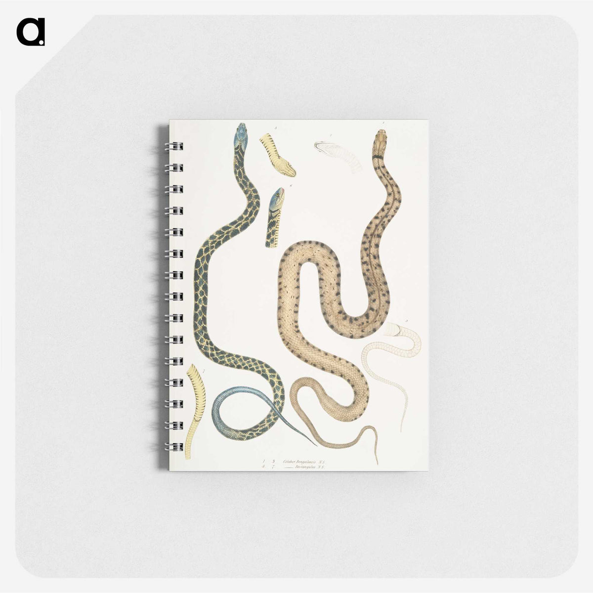 1-57_Indian-Zoology_memo