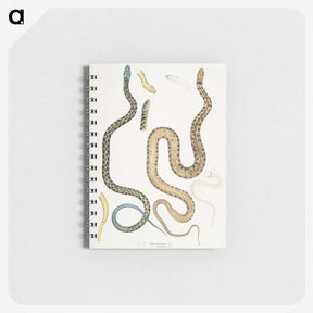 1-57_Indian-Zoology_memo