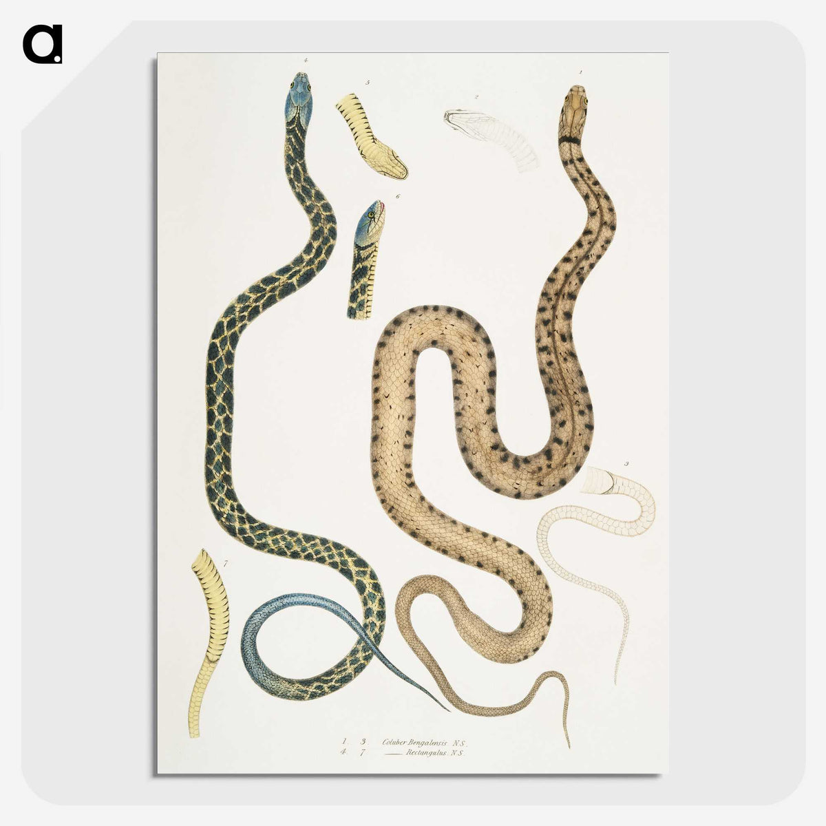 1-57_Indian-Zoology_picture-crop