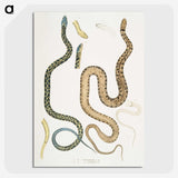 1-57_Indian-Zoology_picture-crop
