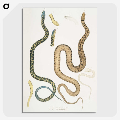 1-57_Indian-Zoology_picture-crop