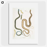 1-57_Indian-Zoology_picture