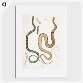 1-57_Indian-Zoology_picture