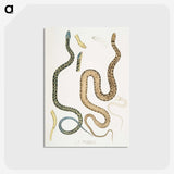 1-57_Indian-Zoology_postcard