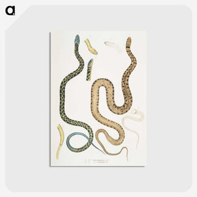 1-57_Indian-Zoology_postcard