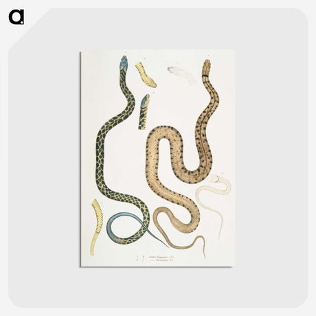 1-57_Indian-Zoology_postcard