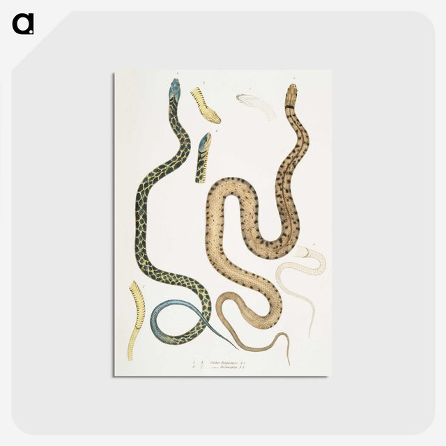 1-57_Indian-Zoology_postcard