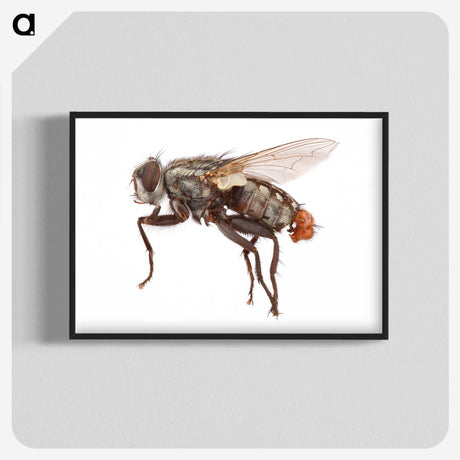 1-57_Insects-Unlocked-Project_blk-crop