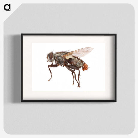 1-57_Insects-Unlocked-Project_blk