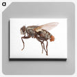 1-57_Insects-Unlocked-Project_canvas