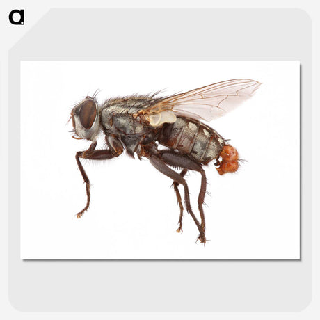 1-57_Insects-Unlocked-Project_picture-crop