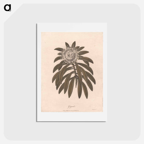 アートポストカード-Gaguedi
 - ジェームス ヒース Postcard.