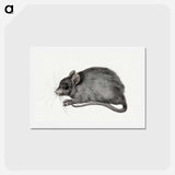 アートポストカード-Mouse - ジャン ベルナール Postcard.